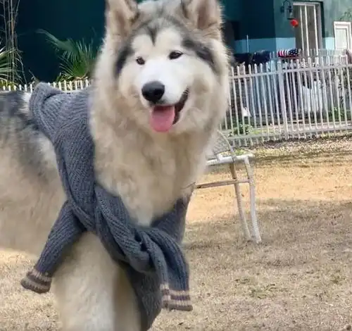 狗狗寄养思念主人,主人寄来贴身衣物,狗就是这个味儿
