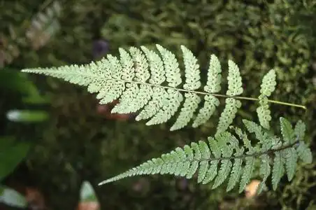 毛翼蹄盖蕨
