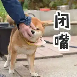 柴犬可爱表情包
