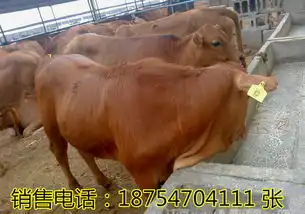 锦州哪里有青山羊
