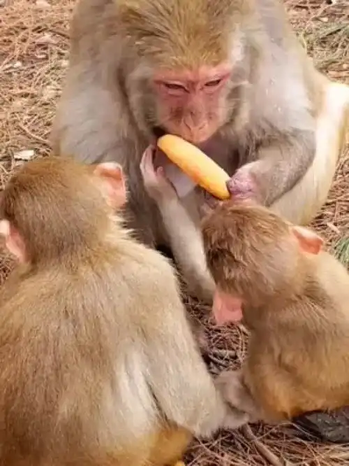 猕猴灵长类动物野生动物幼崽爆笑动物