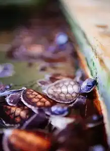 这座海岛浓缩了东南亚的所有风情,世界上最好的观鲸地之一,电子签就能出发
