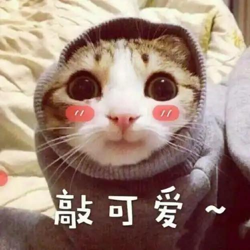 这一波,全是猫
