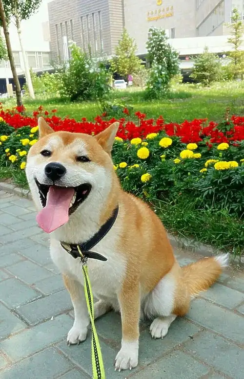 犬种科普丨表情包届扛把子柴犬
