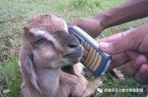 搞笑图片,下巴都笑掉