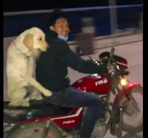 网友带着狗狗一起上班,下班后骑着摩托车带它回家,笑容好灿烂
