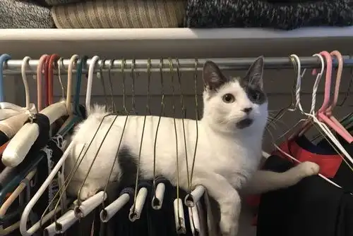 猫咪就是这样一种特别贱而你又拿它没任何办法的动物
