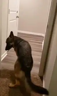 搞笑一德国牧羊犬因恐惧倒着进入主人家客厅
