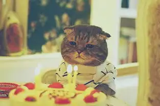 摩羯座猫咪绅士猫
