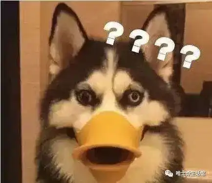 哈士奇搞笑图片