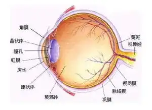 上帝手滑人的眼睛其实并不完美
