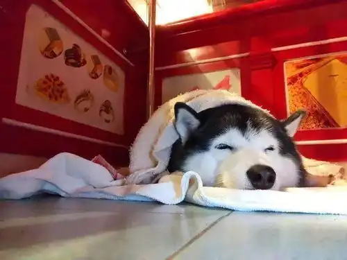 泰国金店被抢劫,看门的二哈怂到装死秒睡别搞我,我是无辜的......