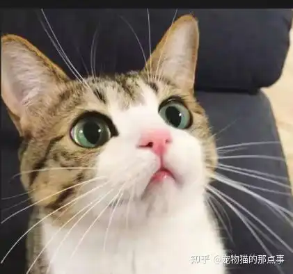 买猫多少钱一只,猫咪价格是多少