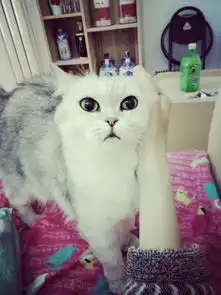 来几张漂亮的英短和折耳的图片