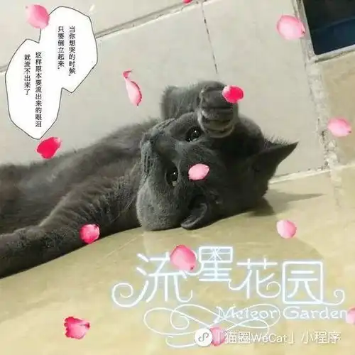 别人家的猫都是高冷美仙子,就我家的是来地球搞笑的猫圈话题
