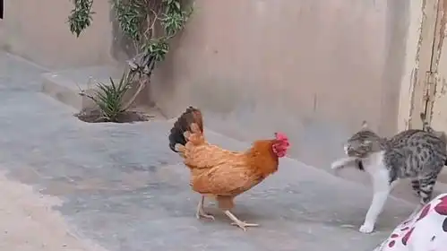 猫咪狂扇母鸡耳光,母鸡当场气炸毛,镜头记录搞笑画面
