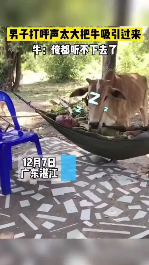 对牛弹琴
