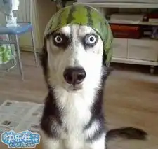 那只懒猫太聪明了,笑死我了hao123网址导航
