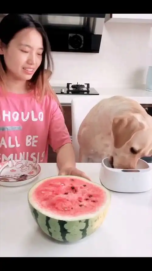 美女爆笑分西瓜,狗狗的那个勺子那么一小勺自己的那么大
