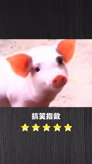 爆笑恶搞单身久了,看猪都眉清目秀的
