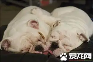 英国斗牛犬臭吗一种非常的气味
