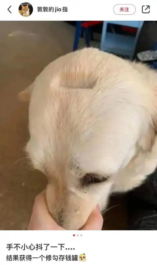 搞笑图片学狗爬被邻居看见了,怎么办在线等
