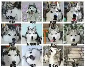一组图片,让你瞬间明白养柴犬与哈士奇的差别,网红狗都不好养呀
