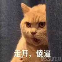 电你猫猫图表情包微信头像图片大全
