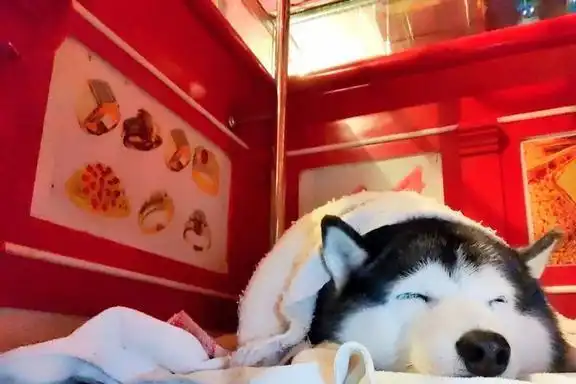 主人金铺遭打劫,狗狗却睡得跟猪一样真不愧是雪橇三傻