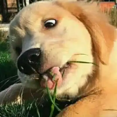 狗狗情头搞笑系列一对哈士奇柴犬猫咪不要人
