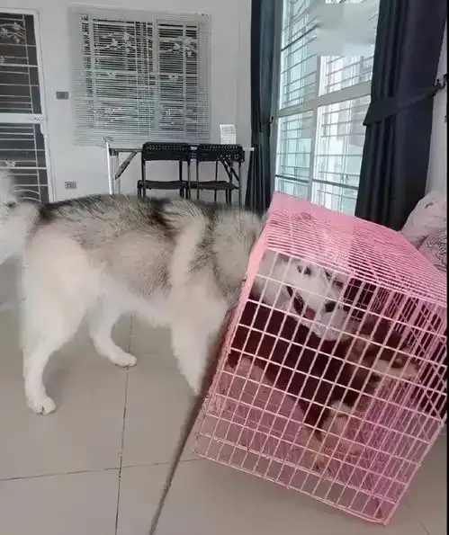 铲屎官把橘猫化身美人鱼,没想到竟然毫无违和感就是辣眼睛
