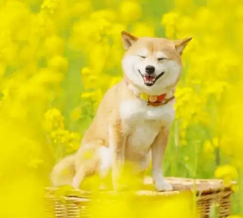 油菜花海里的狗狗,笑得好灿烂啊
