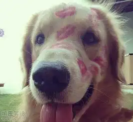 宠物爆笑图片大汇总
