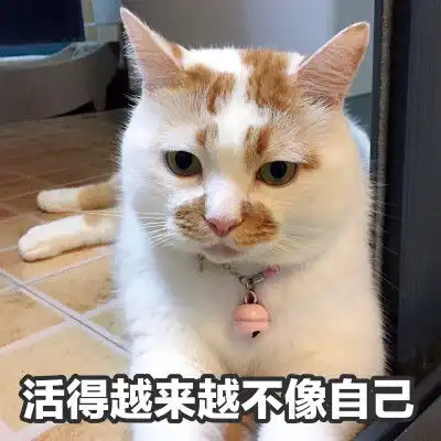 萌宠表情包你在做什么呀