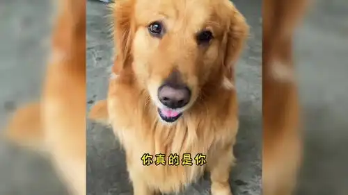 盘点那些沙雕动物爆笑合集11

