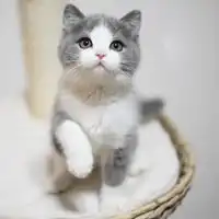 呆萌英短猫头像高清图片微信头像图片大全
