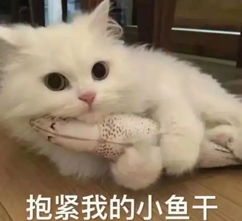 猫咪为什么对着食物做埋屎动作难道真的以为你在吃屎
