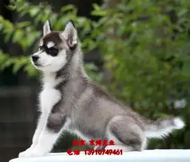 赛系哈士奇幼犬出售精品二哈北京哈士奇犬舍
