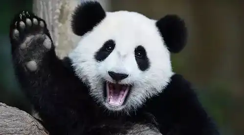 唯一一只被退货的大熊猫,原因意外的真实,就是有点好笑
