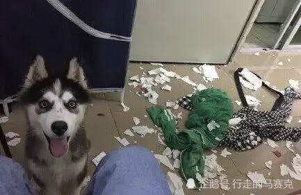 春天来了,哈士奇不犯二算我输
