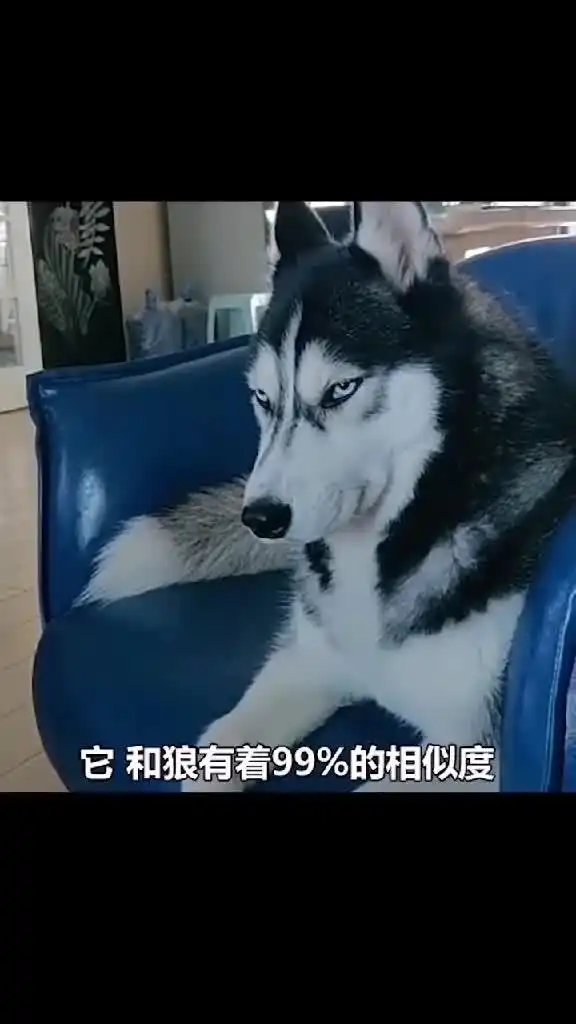 二哈,萌翻了,可惜没有
