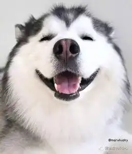 雪地三傻哈士奇,真的是那么二吗

