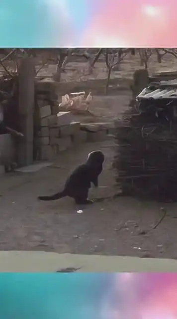 小黑搞笑,村头大爷说他大半辈子没见过这样的猫没长耳朵
