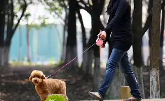 狗项圈宠物牵引带自动伸缩牵引带伸缩链狗绳价格厂家图片
