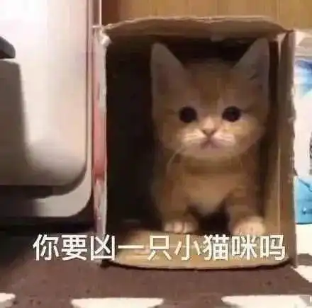 可爱小猫小狗表情包