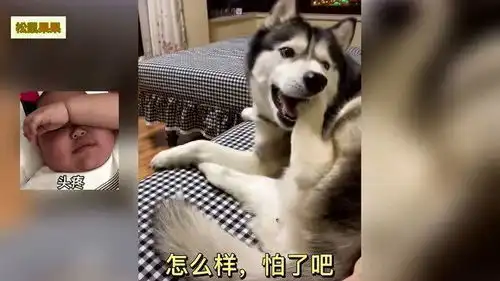爆笑动物合集总感觉这熊猫不太正经
