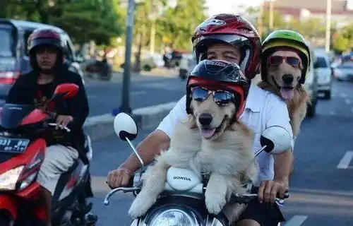 笑出声大爷给柴犬狗子带上了戴铁盆头盔,秒变表情包
