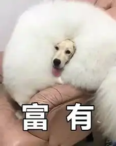 有一种冷,叫做除了狗子自己,全家都觉得它冷
