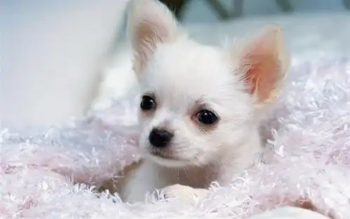 贵宾犬不听话怎么训练建议将狗狗带到专业的训犬学校接受专业课程培训

