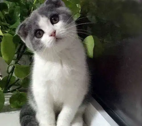 宠物猫的零食多久喂一次